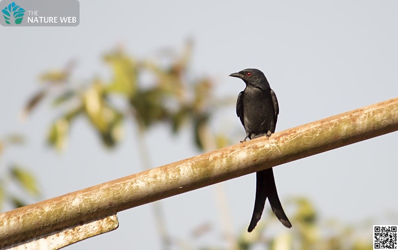 Ashy Drongo